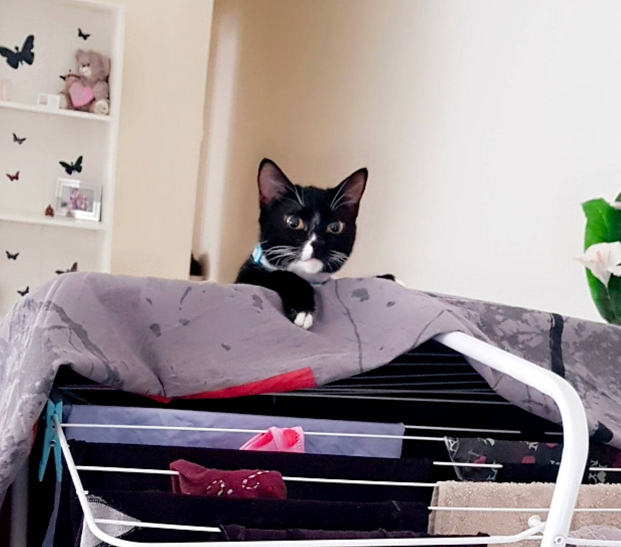 Mabébé a rejoint le concours — aidez-le/la à gagner de superbes lots ! art, black_cat, carmine, carnivore, cat, chair, comfort, couch, domestic_short_haired_cat, felidae, fur, grey, purple, shelf, sitting, small_to_medium_sized_cats, tail, tree, whiskers, window