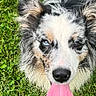animal, black_nose, blue_eye, brown_eye, canine, closeup, cute, dog, ears, friendly, fur, grass, happy, looking_up, nature, outdoor, pet, playful, summer, tongue