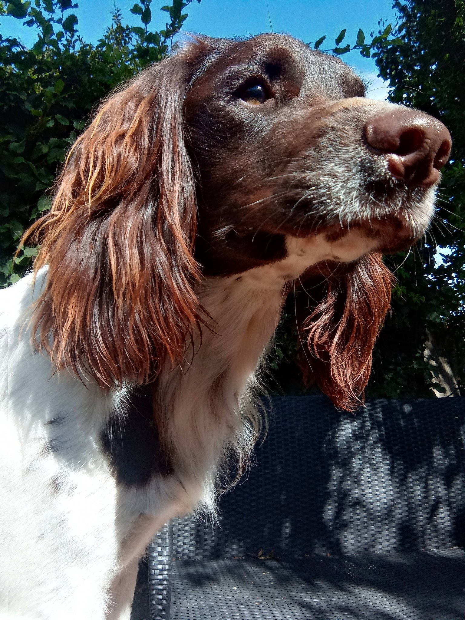 Scar a rejoint le concours — aidez-le/la à gagner de superbes lots ! canidae, carnivore, companion_dog, dog, dog_breed, dog_collar, fur, gun_dog, hunting_dog, liver, sky, snout, spaniel, sporting_group, tree, whiskers, windshield