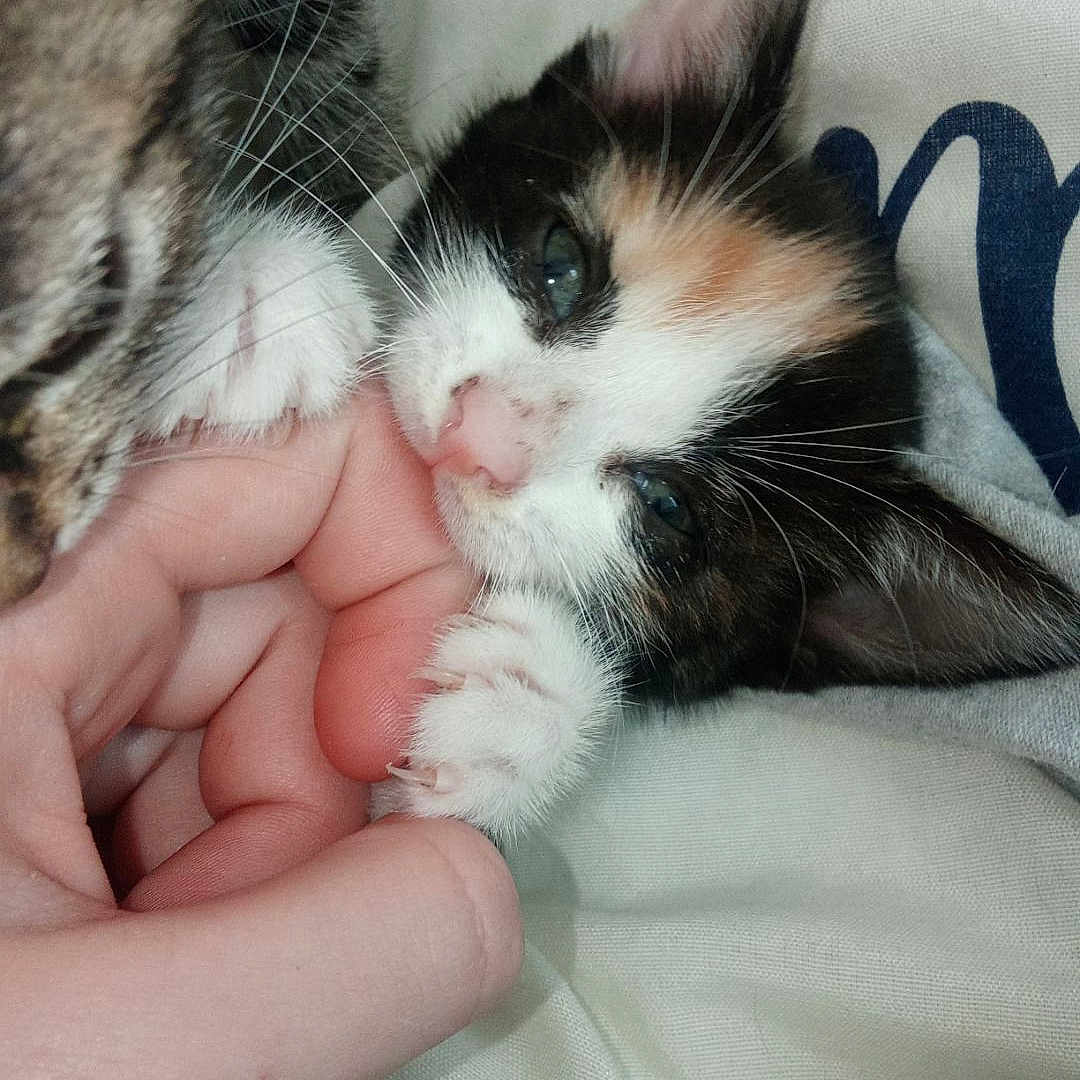 Mya