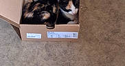 Mya a rejoint le concours — aidez-le/la à gagner de superbes lots ! animal, box, calico_cat, calm, cardboard_box, cat, comfort, cozy, cute, domestic_cat, floor, fur, indoor, pet, relaxing, resting, sleeping, small_space, snug, white_cloth