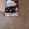 animal, box, calico_cat, calm, cardboard_box, cat, comfort, cozy, cute, domestic_cat, floor, fur, indoor, pet, relaxing, resting, sleeping, small_space, snug, white_cloth
