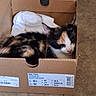 Mya a rejoint le concours — aidez-le/la à gagner de superbes lots ! animal, calico_cat, calm, cardboard_box, cat, closed_eyes, cozy, cute, feline, floor, fur, indoor, pet, pink_nose, resting, shoe_box, sleeping, small_space, tabby, white_cloth