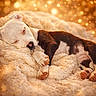 Yuna a rejoint le concours — aidez-le/la à gagner de superbes lots ! animal, blanket, bokeh, closeup, comfort, cozy, cute, dog, domestic_animal, fur, indoors, paw, peaceful, pet, puppy, relaxation, resting, sleeping, soft_texture, warm_light