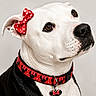 accessory, adorable, animal, black_fur, closeup, collar_charm, cute, cute_pet, dog, domestic_animal, ears, looking_up, minnie_mouse, pet, polka_dot, portrait, red_bow, red_collar, studio, white_fur