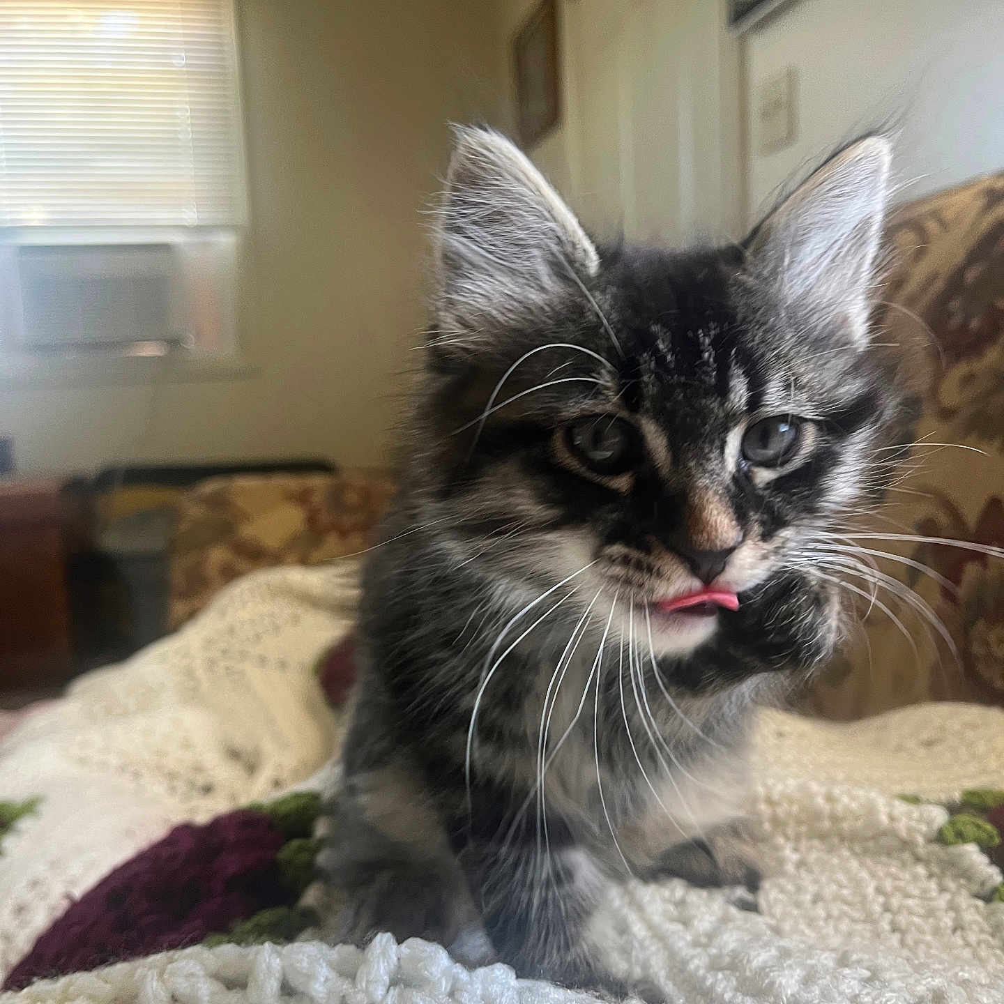 Spook joined the competition — help win amazing prizes! cat, kitten, long_hair, black_and_white, tabby, pet, animal, whiskers, ears, blue_eyes, tongue, sitting, blanket, indoors, home, couch, window, portrait, close_up, fluffy