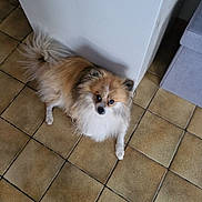 Kiki a rejoint le concours — aidez-le/la à gagner de superbes lots ! animal, brown, canine, companion, corner, curious, dog, domestic, ears, floor_tiles, fluffy, furniture, home, indoor, looking_up, pet, small_dog, tail, tile_floor, white