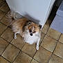 animal, brown, canine, companion, corner, curious, dog, domestic, ears, floor_tiles, fluffy, furniture, home, indoor, looking_up, pet, small_dog, tail, tile_floor, white