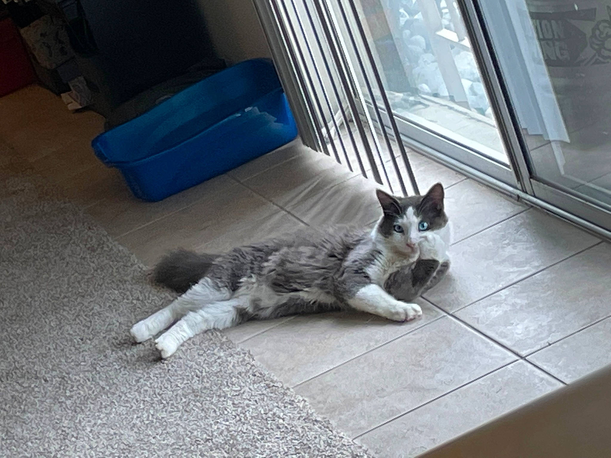 Baloo is registered to the contest to win money with this photo: canidae, carnivore, cat, comfort, dog_breed, domestic_short_haired_cat, felidae, floor, flooring, fur, grey, hardwood, paw, small_to_medium_sized_cats, snout, sporting_group, tail, terrestrial_animal, whiskers, wood