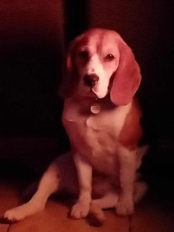 Tasha participe au concours pour gagner de l'argent avec cette photo : canidae, carnivore, companion_dog, darkness, dog, dog_breed, ear, fawn, flooring, foot, fur, liver, paw, snout, sporting_group, tail, toy_dog, whiskers, wood, working_animal