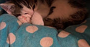 Yuki a rejoint le concours — aidez-le/la à gagner de superbes lots ! kitten, sleeping, cat, cozy, polka_dot, blue, pet_bed, cute, fur, indoor, resting, animal, small, paw, whiskers, domestic, soft, young, comfort, relaxed