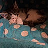 kitten, sleeping, cat, cozy, polka_dot, blue, pet_bed, cute, fur, indoor, resting, animal, small, paw, whiskers, domestic, soft, young, comfort, relaxed