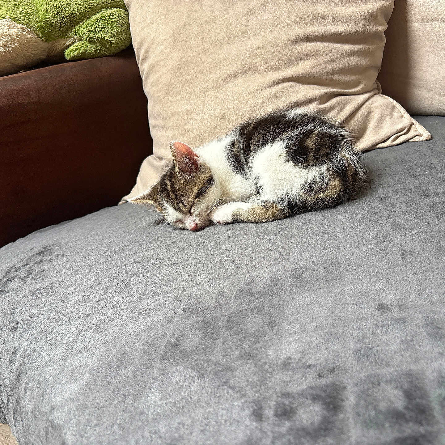 Yuki a rejoint le concours — aidez-le/la à gagner de superbes lots ! kitten, cat, sleeping, sofa, cushion, plush_toy, indoor, cozy, pet, fur, resting, small_animal, home, furniture, relaxation, domestic, cute, animal, nap, comfort