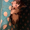 Yuki participe au concours pour gagner de l'argent avec cette photo : kitten, cat, pet, animal, feline, cute, cozy, blanket, polka_dot, snuggling, indoor, soft, small, young, resting, paw, fur, cute_pet, hiding, comfort
