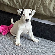 Ava a rejoint le concours — aidez-le/la à gagner de superbes lots ! puppy, dog, indoor, white, black_spots, sitting, toy, pink, fur, pet, cute, animal, young, ears, tail, carpet, bed, cozy, looking, small