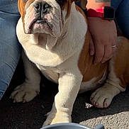 Abou a rejoint le concours — aidez-le/la à gagner de superbes lots ! bulldog, puppy, dog, pet, person, tattoos, smartwatch, water_bowl, outdoor, pavement, sunlight, jeans, casual_clothing, animal, companion, cute, pet_care, resting, portrait, closeup