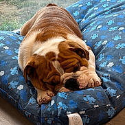 Abou a rejoint le concours — aidez-le/la à gagner de superbes lots ! animal, blue, bulldog, companion, cozy, cushion, cute, dog, domestic, furry, indoor, mammal, natural_light, patterned, pet, relaxed, resting, sleeping, window, wooden_floor