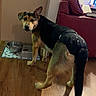 animal, black_tan, canine, companion, couch, curious, diaper, dog, domestic, flooring, food_bowl, furniture, household, indoor, living_room, looking_back, mammal, pet, water_bowl, wooden_floor