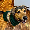 Elli Mae is registered to the contest to win money with this photo: black, brown, canine, clothing, collar, dog, domestic_animal, ears, eyes, festive, happy, holiday, indoors, mouth, nose, pet, smiling, sweater, tan, wooden_floor