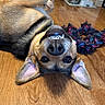black, brown, canine, closeup, dog, ears, floor, fur, happy, home, indoor, lying_down, nose, pet, playful, rope_toy, smiling, teeth, toy, wooden_floor