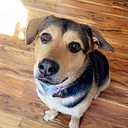 Elli Mae is registered to the contest to win money with this photo: animal, black, brown, canine, collar, cute, dog, domestic_animal, ears, eyes, flooring, fur, indoor, light, looking_up, nose, pet, sitting, whiskers, wooden_floor