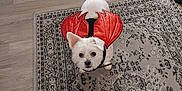 Pumpernickel joined the competition — help win amazing prizes! animal, chair, costume, curious, cute, decor, devil_wings, dog, floor, food_bowl, home, indoor, looking_up, pet_accessories, pet_bed, playful, rug, small_dog, white_dog, wood_floor