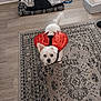 animal, chair, costume, curious, cute, decor, devil_wings, dog, floor, food_bowl, home, indoor, looking_up, pet_accessories, pet_bed, playful, rug, small_dog, white_dog, wood_floor