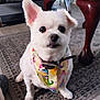 Pumpernickel is registered to the contest to win money with this photo: animal, bandana, carpet, curious, cute, decor, dog, domestic_animal, ear_up, floor, furniture, household, indoor, looking_at_camera, pet, portrait, sitting, small_dog, table, white_dog
