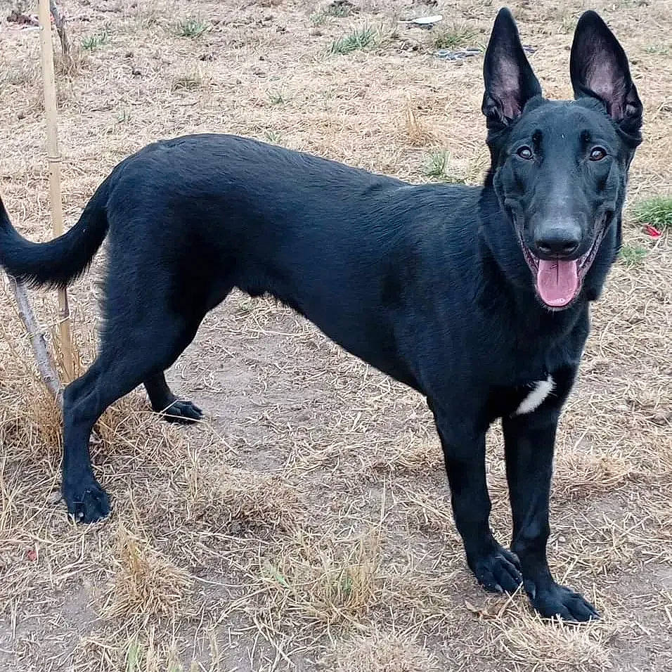 Laïko participe au concours pour gagner de l'argent avec cette photo : ancient_dog_breeds, black_norwegian_elkhound, canidae, carnivore, collar, companion_dog, dog, dog_breed, fawn, grass, guard_dog, herding_dog, hunting_dog, non_sporting_group, snout, sporting_group, tail, terrestrial_animal, working_animal, working_dog