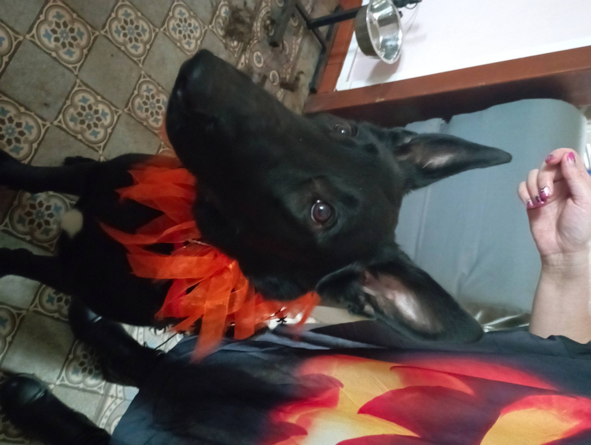 Laïko participe au concours pour gagner de l'argent avec cette photo : bed, carmine, carnivore, comfort, companion_dog, dog, dog_breed, ear, fawn, felidae, flooring, fur, gesture, guard_dog, head, nail, sporting_group, tail, whiskers, working_animal