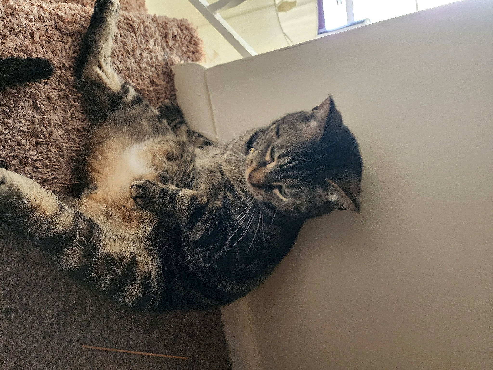 Simba is registered to the contest to win money with this photo: art, carnivore, cat, claw, comfort, domestic_short_haired_cat, felidae, flooring, fur, gesture, grey, metal, monochrome_photography, paw, small_to_medium_sized_cats, tail, whiskers, window, wood