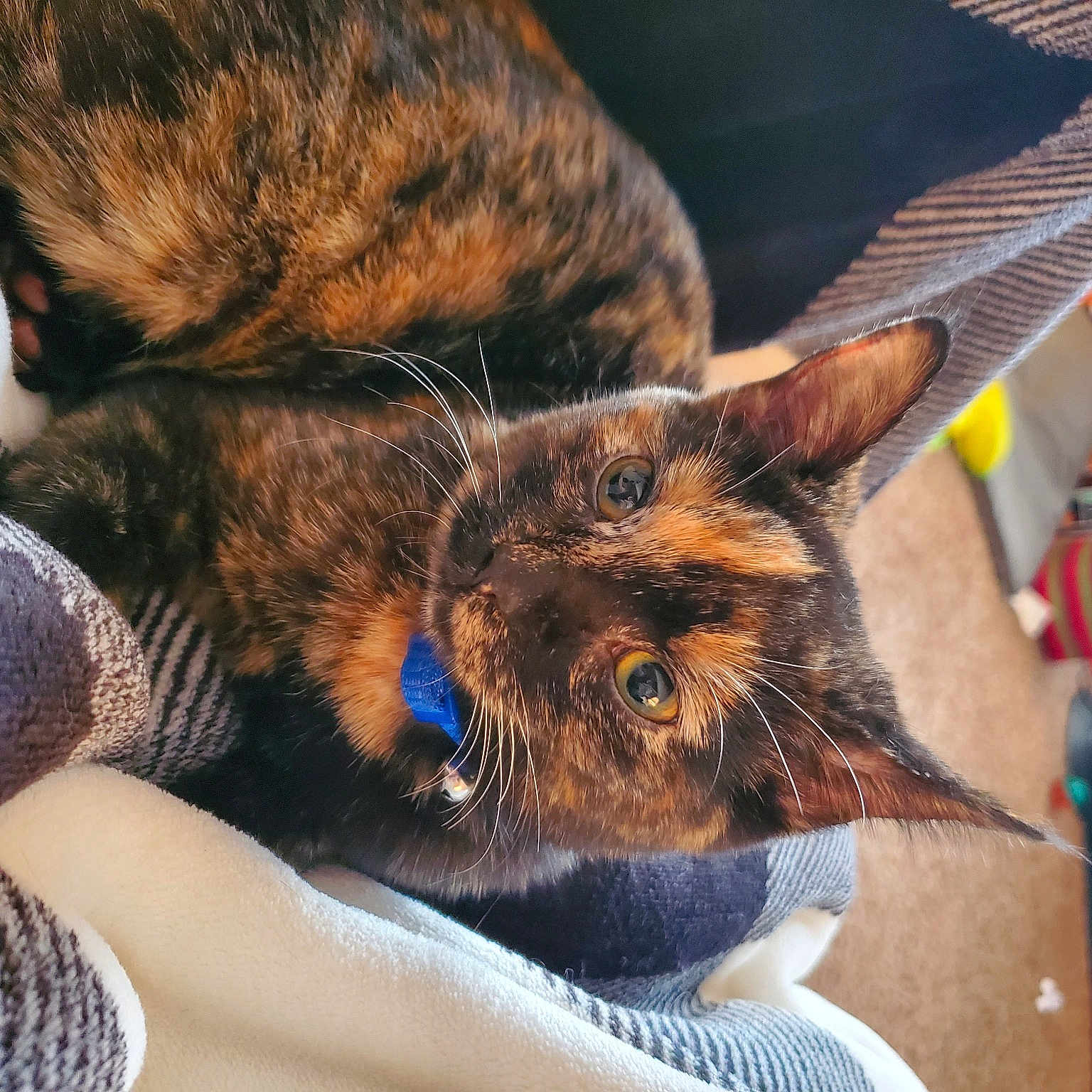 Cali