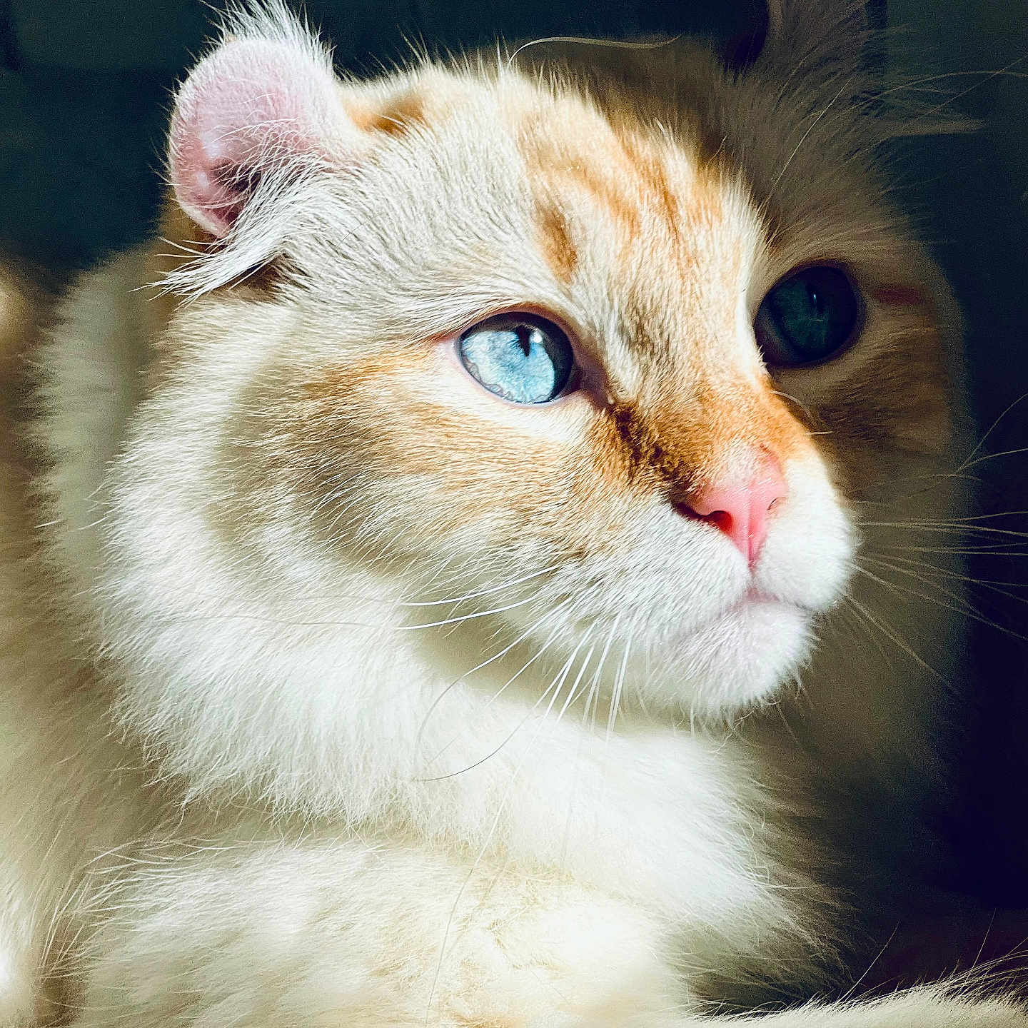 Wilo