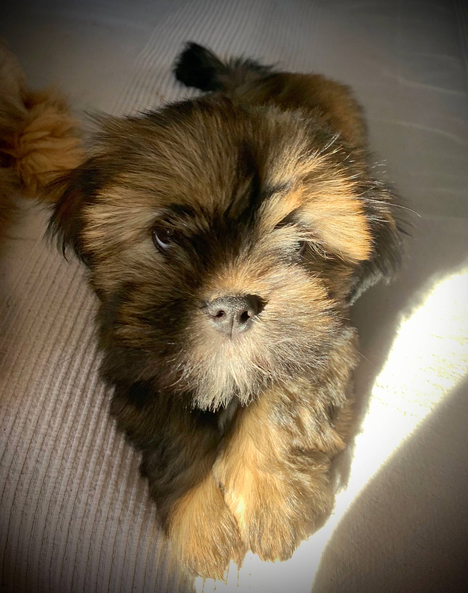 Ruby participe au concours pour gagner de l'argent avec cette photo : biewer_terrier, canidae, carnivore, companion_dog, dog, dog_breed, fawn, fur, liver, mammal, non_sporting_group, puppy, small_terrier, snout, sporting_group, terrier, toy_dog, working_animal, working_dog, yorkipoo