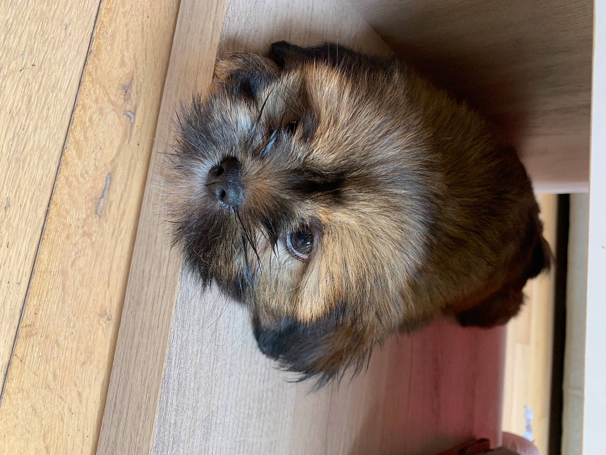 Ruby participe au concours pour gagner de l'argent avec cette photo : beige, fawn, fur, guinea_pig, hardwood, liver, plywood, puppy, snout, wood_stain