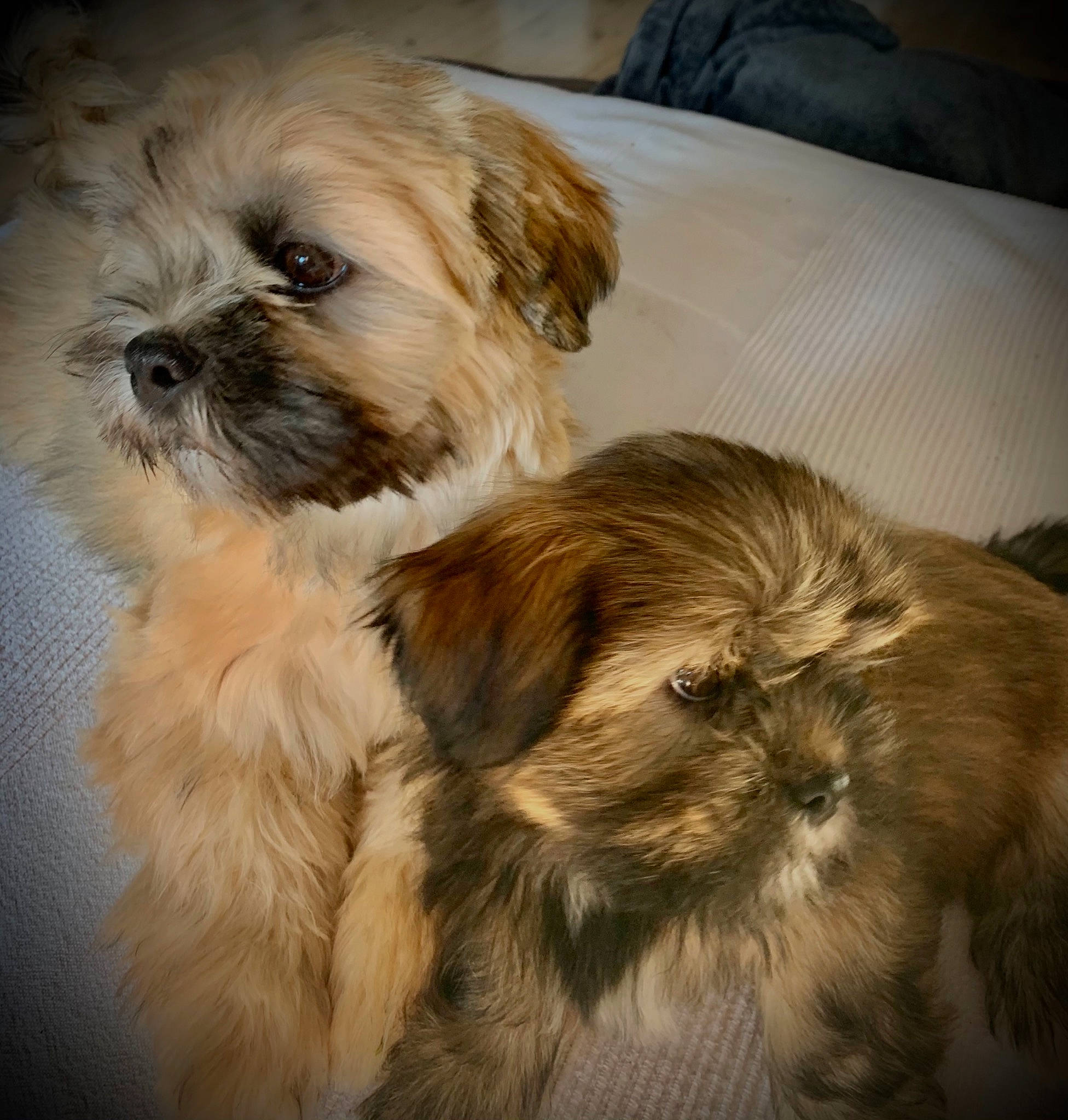 Ruby a rejoint le concours — aidez-le/la à gagner de superbes lots ! canidae, carnivore, companion_dog, dog, dog_breed, fawn, fur, home_accessories, linens, liver, maltepoo, mammal, puppy, shih_poo, small_terrier, snout, terrier, toy_dog, vertebrate, working_animal