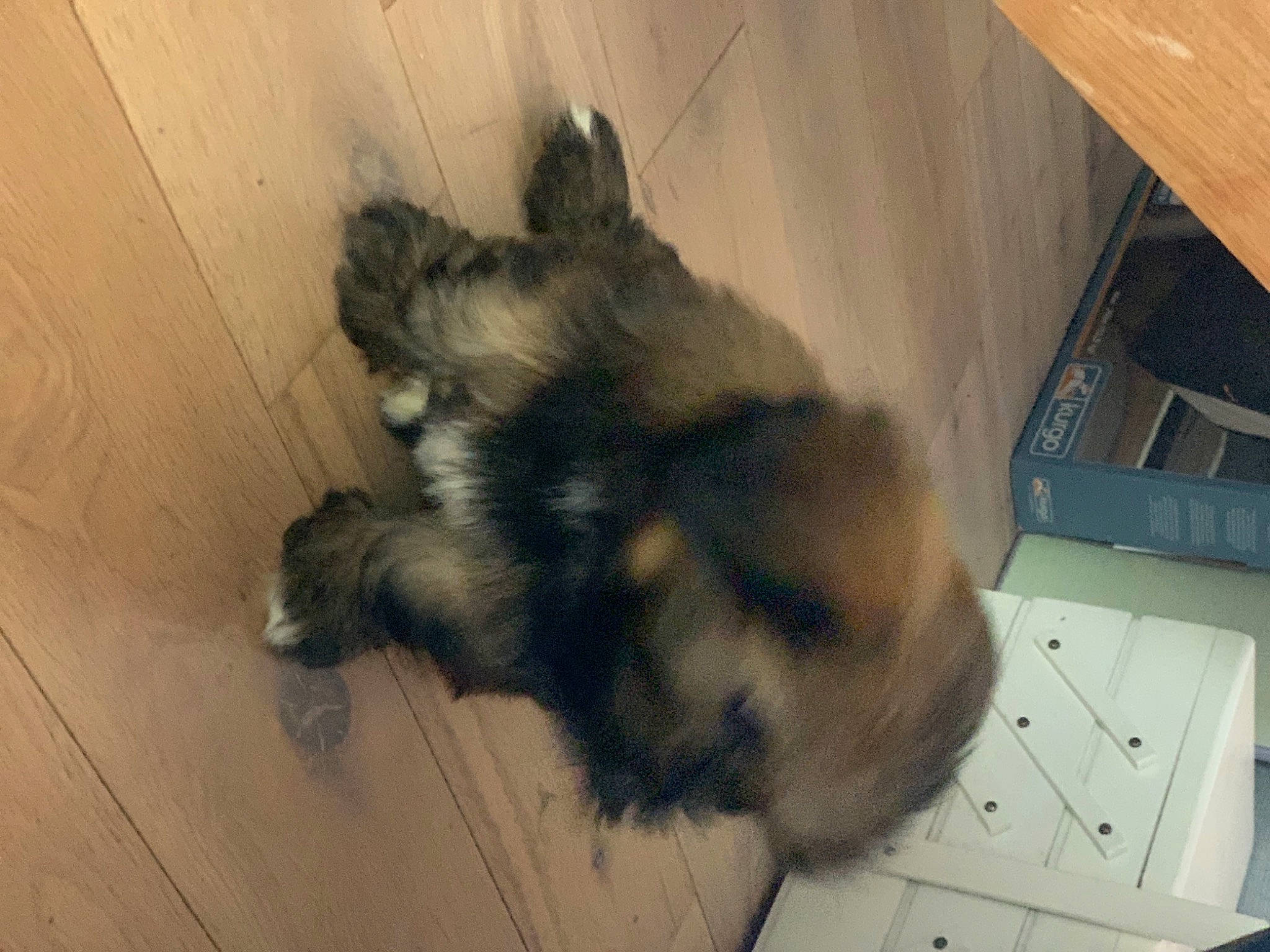 Ruby participe au concours pour gagner de l'argent avec cette photo : box, canidae, carnivore, companion_dog, dog, dog_breed, fawn, floor, flooring, fur, laminate_flooring, lumber, plywood, wood_flooring, wood_stain, working_animal, working_dog