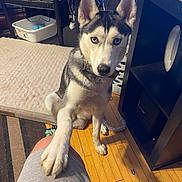 Bella joined the competition — help win amazing prizes! animal, blue_eyes, collar, cozy, cute, dog, dog_bed, floor, friendly, furniture, home, indoor, looking_up, paw, paw_on_knee, pet, rug, shelf, siberian_husky, wooden_floor