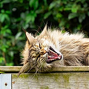 Pyla a rejoint le concours — aidez-le/la à gagner de superbes lots ! cat, tabby, fluffy, animal, pet, yawning, wood, outdoor, nature, leafy_background, relaxed, feline, whiskers, mouth_open, fur, closeup, sleepy, resting, greenery, daylight