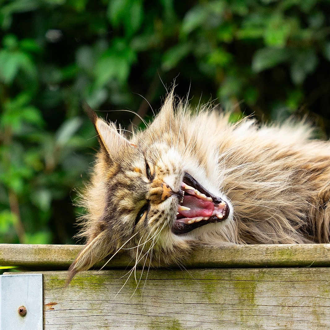 Pyla a rejoint le concours — aidez-le/la à gagner de superbes lots ! animal, cat, closeup, daylight, feline, fluffy, fur, greenery, leafy_background, mouth_open, nature, outdoor, pet, relaxed, resting, sleepy, tabby, whiskers, wood, yawning