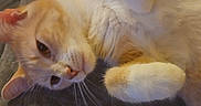 Lola is registered to the contest to win money with this photo: animal, cat, close_up, cozy, curious, cute, ears, face, feline, indoor, lying_down, orange_cat, paw, pet, relaxed, resting, soft_fur, texture, whiskers, white_cat