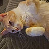 cat, orange_cat, white_cat, pet, animal, lying_down, relaxed, whiskers, cute, feline, indoor, close_up, soft_fur, paw, ears, face, curious, resting, cozy, texture