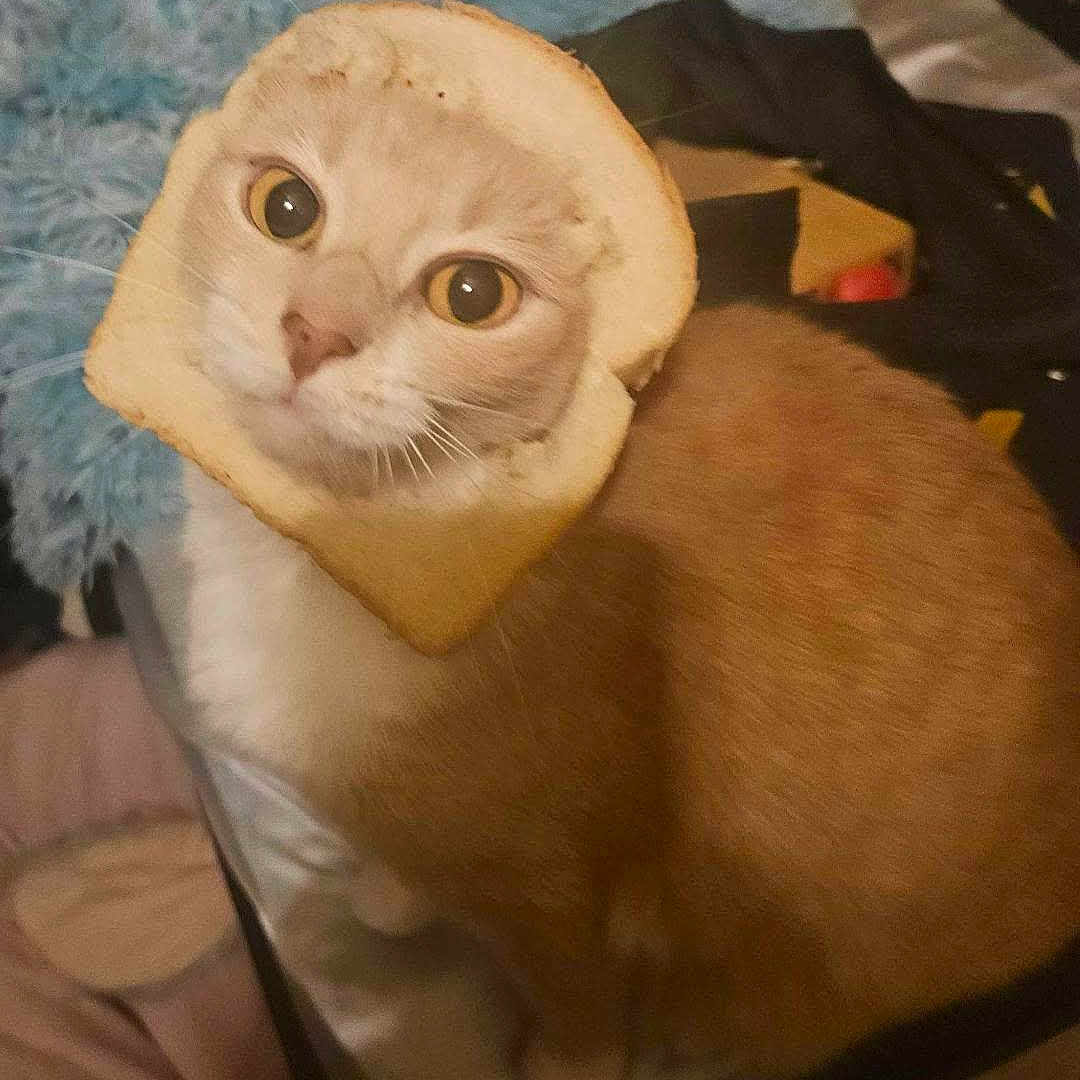 Lola joined the competition — help win amazing prizes! cat, bread, pet, animal, orange_cat, feline, cute, indoors, bed, blanket, fur, whiskers, face, eyes, curious, sitting, cozy, funny, toast, domestic_animal