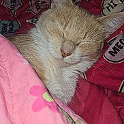 Lola is registered to the contest to win money with this photo: cat, sleeping, blanket, pink, floral, red, cozy, cute, pet, indoor, closeup, fur, whiskers, resting, comfort, cute_animal, domestic_cat, animal, relaxing, soft