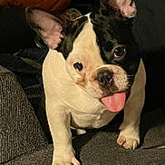 Dodger is registered to the contest to win money with this photo: french_bulldog, dog, pet, tongue_out, black_and_white, ears, couch, indoor, playful, cute, animal, canine, paw, fur, snout, companion, looking, texture, home, curious