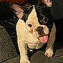 french_bulldog, dog, pet, tongue_out, black_and_white, ears, couch, indoor, playful, cute, animal, canine, paw, fur, snout, companion, looking, texture, home, curious