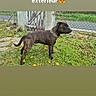 alert, brindle, canine, collar, daylight, dog, fence, gate, grass, greenery, nature, outdoor, path, pet, rustic, side_view, social_media, standing, text_overlay, yellow_flowers
