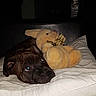 animal, bed, blanket, brown_dog, comfort, companionship, cuddly, cute, dark_background, dog, domestic, indoors, pet, pillow, plush, relaxing, resting, sleepy, soft, stuffed_toy