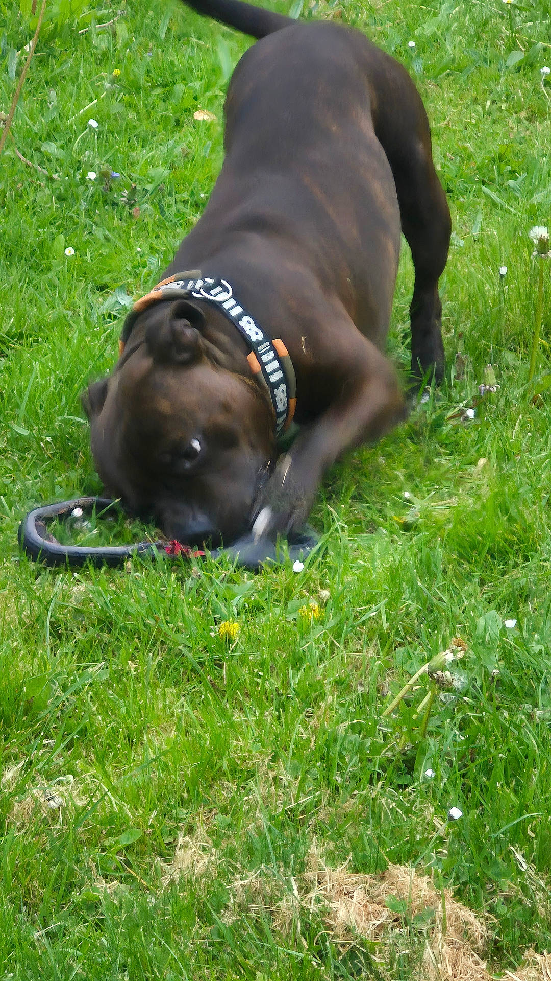 animal, canine, chewing, collar, daytime, dog, ears, field, fun, grass, greenery, leash, muzzle, nature, outdoor, pet, playful, summer, tail, young_dog