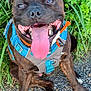 Vulko participe au concours pour gagner de l'argent avec cette photo : dog, canine, pet, happy, tongue_out, harness, blue_harness, outdoor, greenery, grass, smiling, sitting, nature, fur, animal, close_up, brown_dog, paw, daylight, path